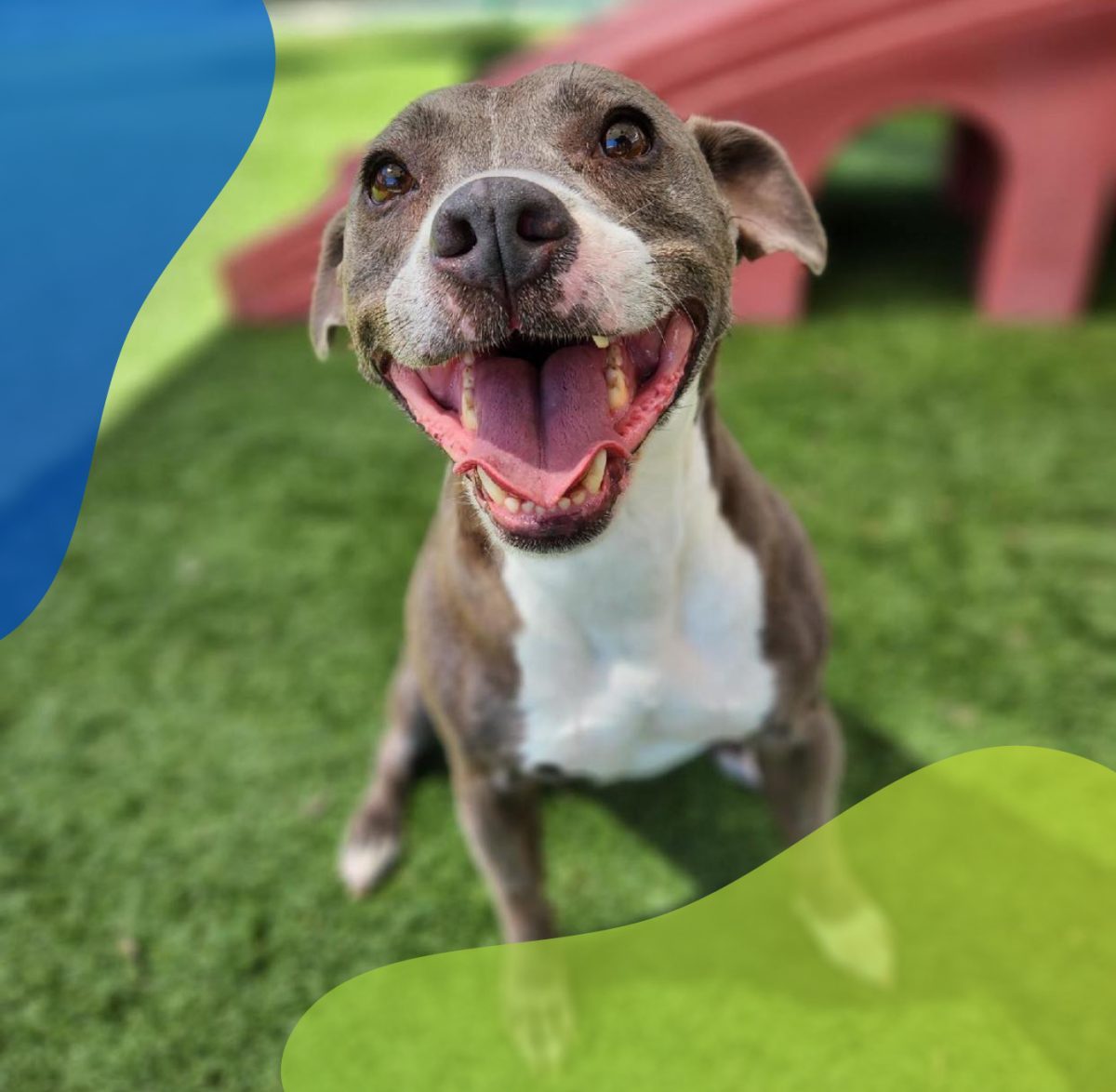 Pet Boarding, Daycare, Grooming, Training Bayside Pet Resort