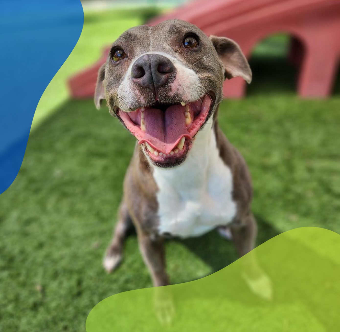 DOGUINHO 1 A happy dog smiles at the camera