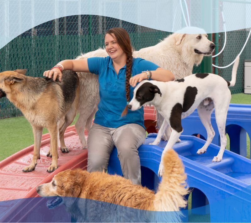 Pet Boarding, Daycare, Grooming, Training Bayside Pet Resort