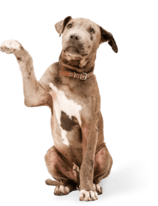 A dog offers their paw as a "shake."