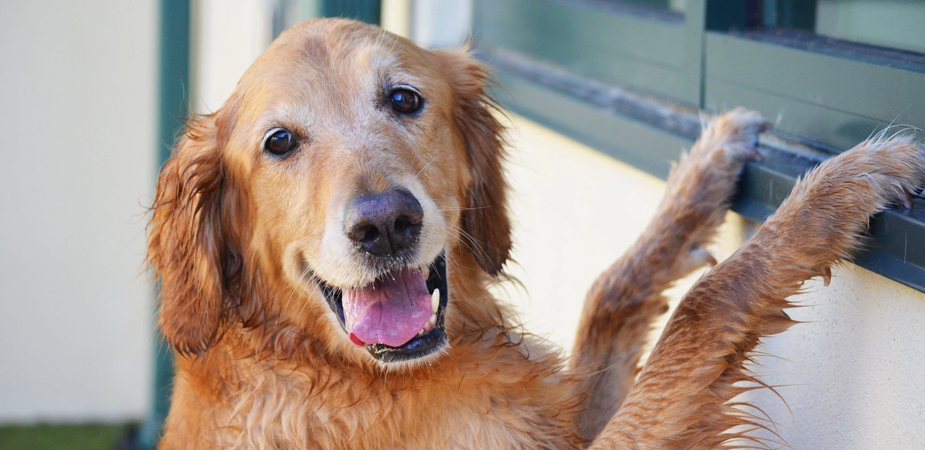 Bayside Pet Resort - North Port