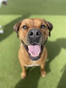 smiling dog