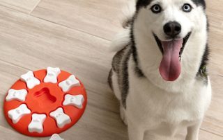 Dog Training