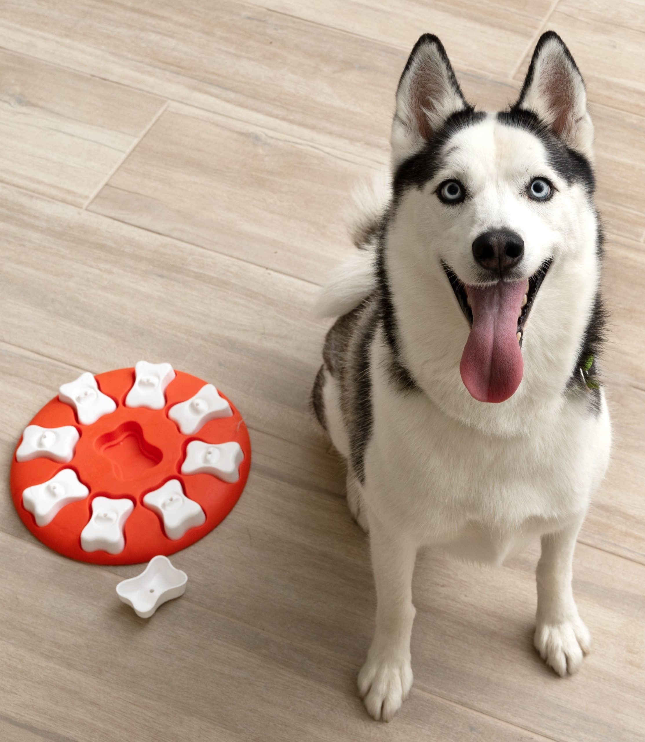 Dog Training Dog Training