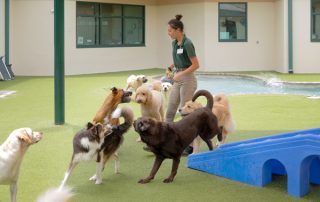 trainer with dogs