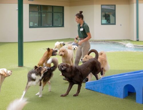 Our Dog Training Methods at Bayside Pet Resorts