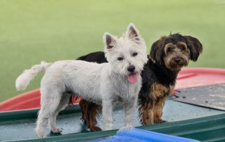 socialization in dogs - two dogs socializing concept image.