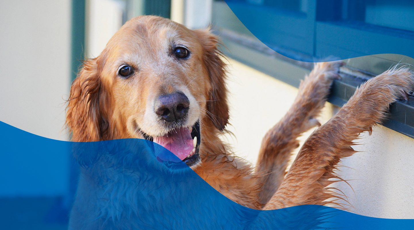 private dog training, Suites Types