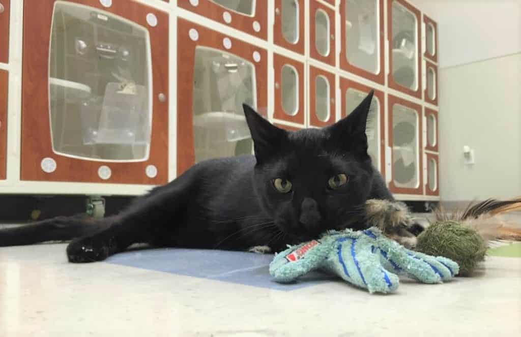 cat-boarding-sarasota-bayside-pet-resort