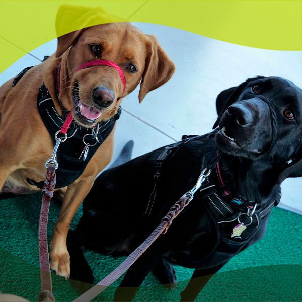 dogs smiling at camera