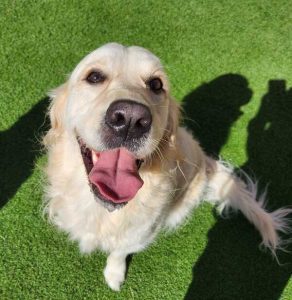 smiling dog