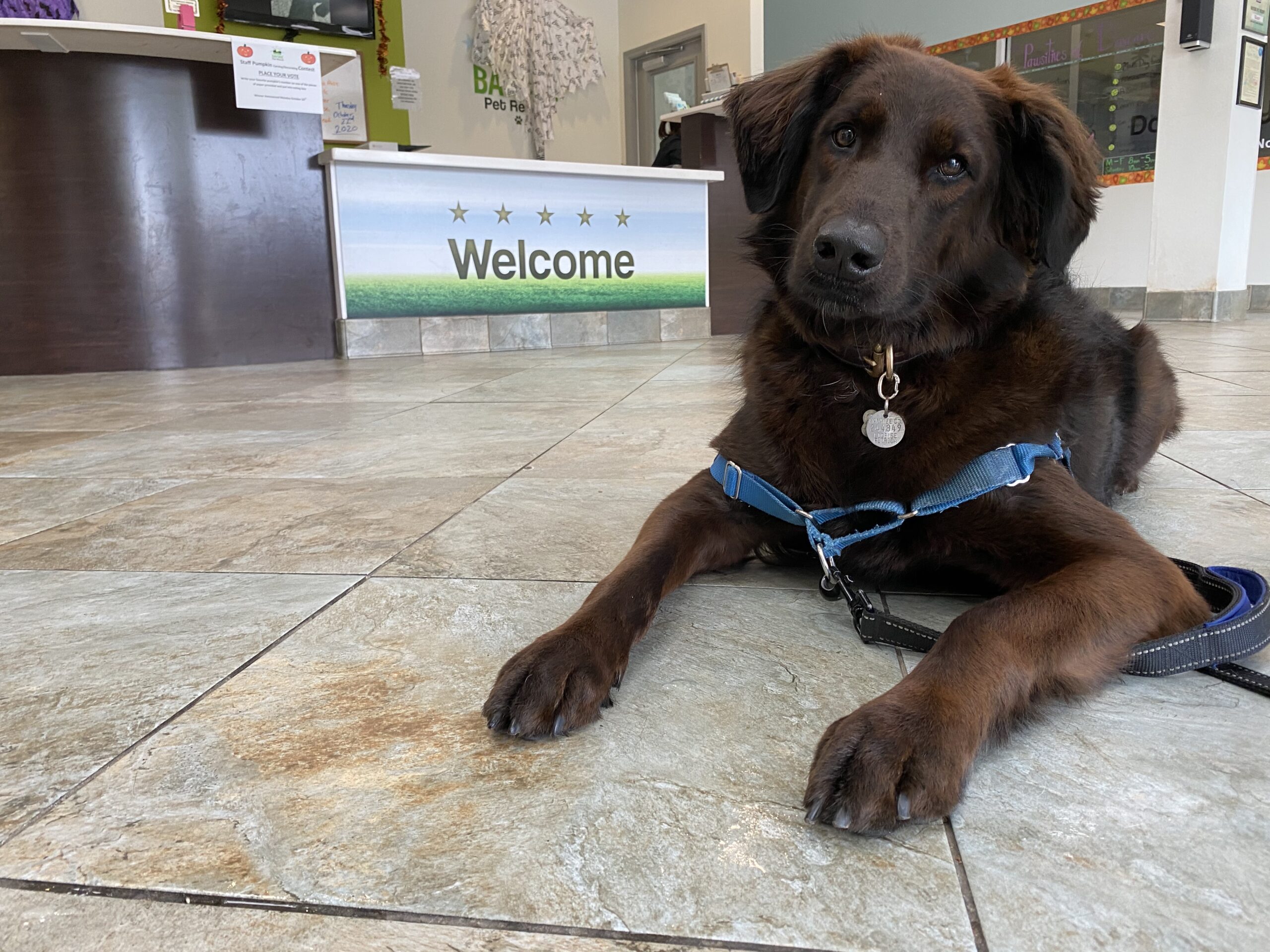 Professional Animal Grooming Services Bayside Pet Resort