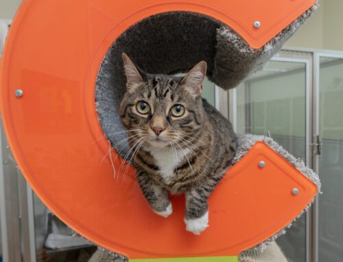 How Our Feline Suites Help Keep Your Kitty Happy