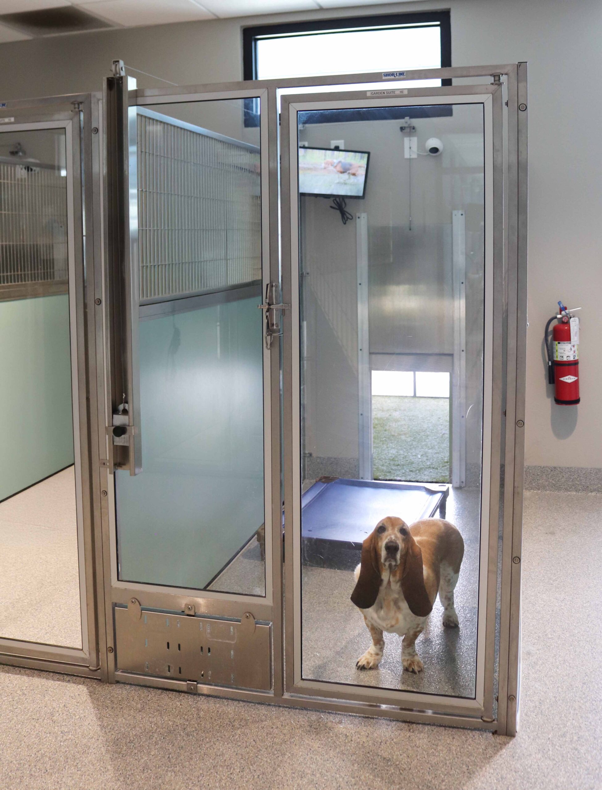 Garden suite for dog boarding