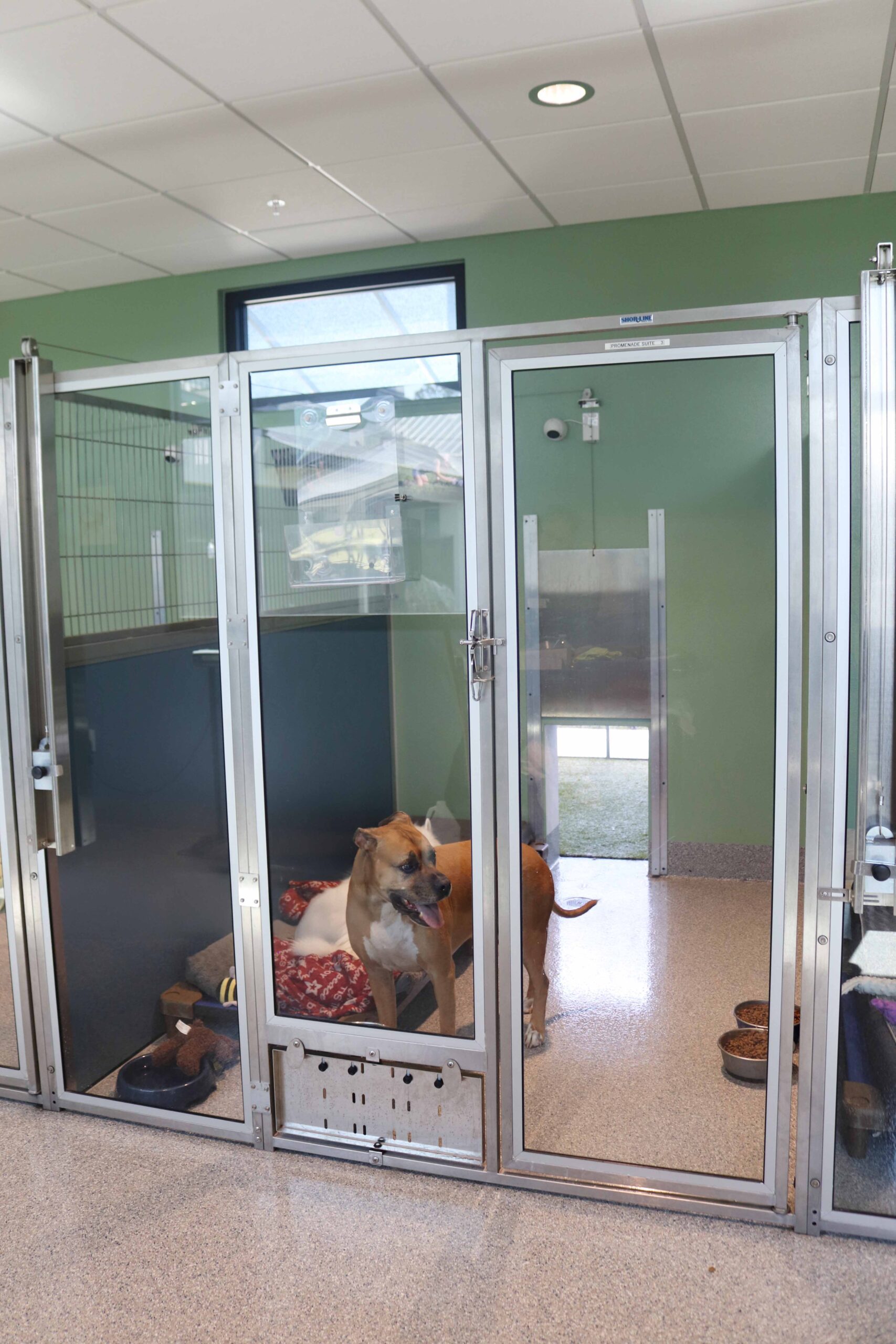 Promenade Suite for dog boarding