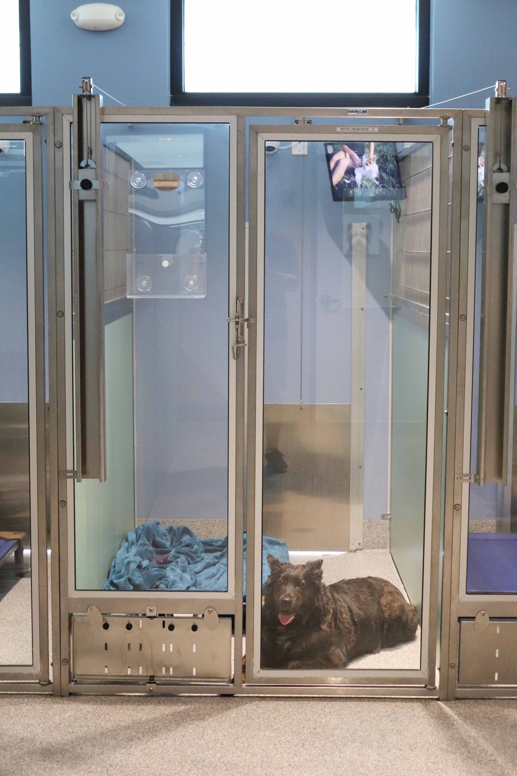 The royal palm suite for dog boarding