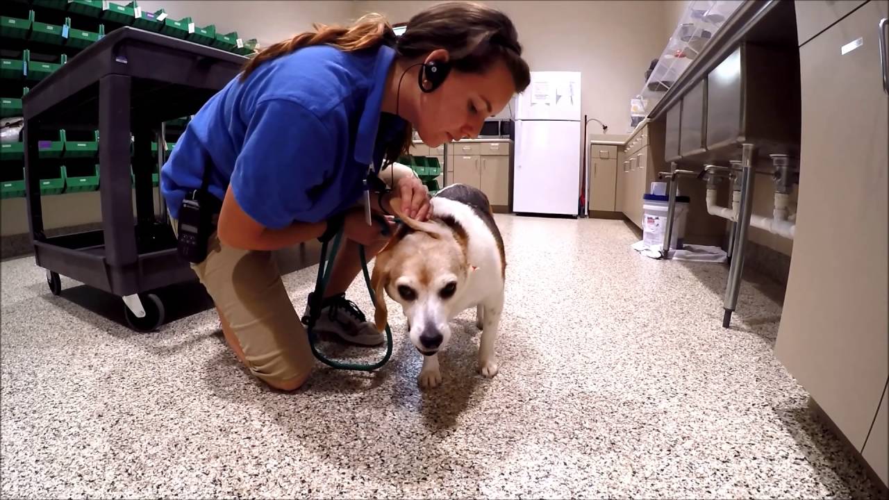 Video Thumbnail: 5-Point Health Checks at Bayside Pet Resort A vet does a 5-point health check on one of their dog clients