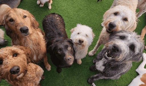 dogs smiling at camera