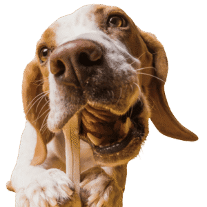 A hound dog chews on a bone