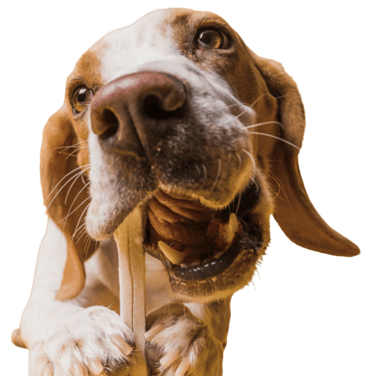 A hound dog chews on a bone