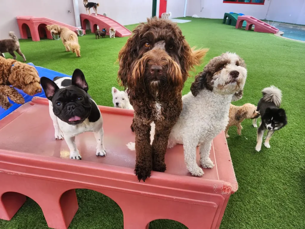 Why choose bayside pet resort with dogs standing in a play area